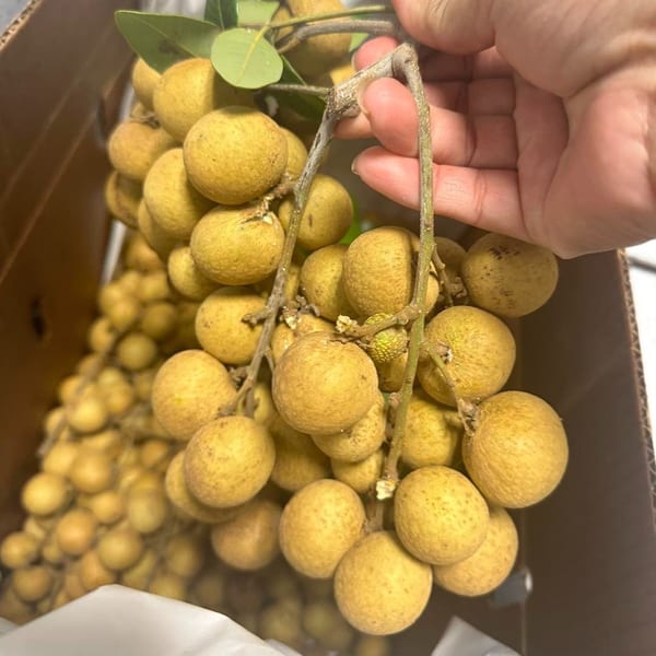 A hand holds a large bunch of fresh, light brown longan fruit with green leaves.