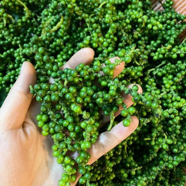 A hand holds a cluster of fresh green peppercorns over a pile of more peppercorns.