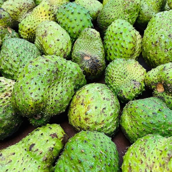 A close-up of many green soursop fruits with bumpy skin, ready for juicing at Linda's Tropical Fruits.
