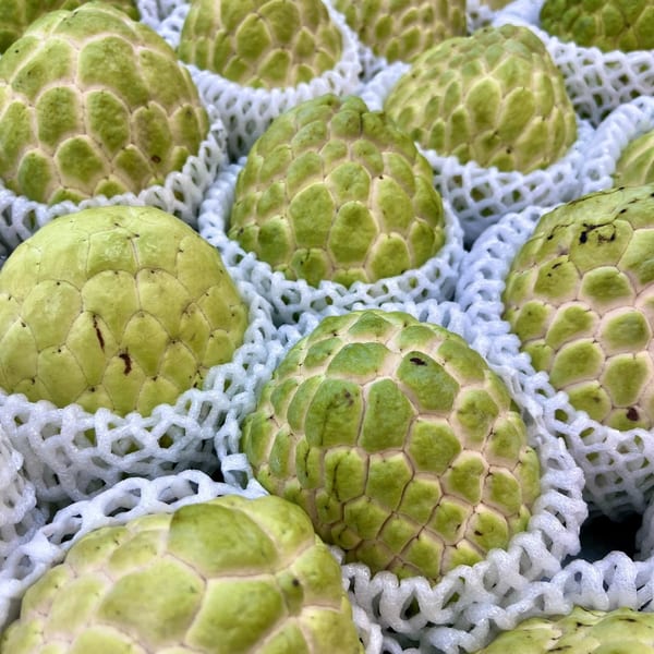 Rows of fresh, green custard apples, each nestled in a white protective foam net.