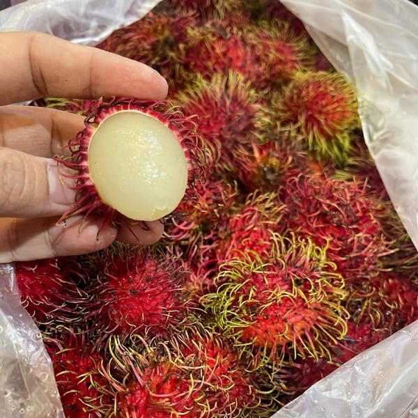 A hand holds a peeled rambutan, revealing its white flesh, above a bag full of unpeeled rambutans.
