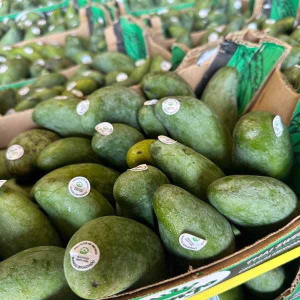 Close-up of many green mangoes with "Produce of Mexico" stickers, packed in cardboard boxes.